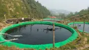 Nuôi cá nước lạnh ở Mường Hum: Hướng đi hiệu quả, thu nhập tỷ đồng