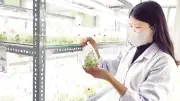 Nuôi cấy mô tạo giống atisô sạch bệnh, năng suất cao tại Lâm Đồng