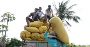 Philippines tiếp tục là khách mua gạo lớn nhất của Việt Nam, dự báo nhập khẩu kỷ lục 5,5 triệu tấn năm 2026
