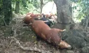 Phát hiện 14 con bò chết do sét đánh tại rừng Trắc Nòi, Hướng Lập