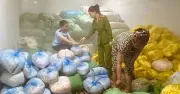 Phát hiện 14 tấn bì heo không rõ nguồn gốc tại Thanh Hóa