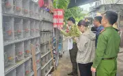 Phát hiện gần 1000 cá thể chim hoang dã bị nuôi nhốt, mua bán tại Hải Phòng