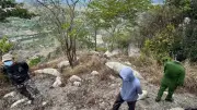 Phát hiện thi thể người đàn ông treo trên cây ở núi Lâm Đồng