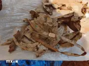 Phát hiện thêm hài cốt liệt sỹ tại khu vực rừng Chà Ly