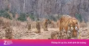 Putin tiết lộ món quà đặc biệt tặng Kazakhstan: 4 con hổ Amur