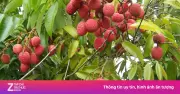 Quả vải: Loại quả Việt xù xì bên ngoài, mọng nước bên trong, cực bổ dưỡng
