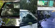 Quả xoài rơi trúng kính lái ô tô, chủ xe Mitsubishi Xpander mất oan 10 triệu