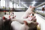 Đã qua thời soi kính hiển vi cũng không thấy, xuất khẩu chăn nuôi bùng nổ
