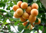 Quản lý chặt mã số vùng trồng phục vụ xuất khẩu nông sản