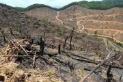 Quảng Trị ngăn chặn phá rừng tự nhiên tại xã Bố Trạch