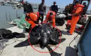 Rùa da khổng lồ 200kg mắc lưới ngư dân Đài Loan được thả về biển