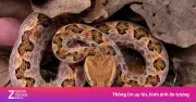 Rắn độc tấn công người đàn ông, cắn thẳng vào nhãn cầu ở Phúc Kiến