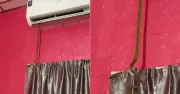 Rắn dài 1m chui ra từ điều hòa khi gia chủ đang nghỉ trưa ở Tây Ninh