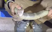 Rắn hổ mang chúa dài 3 mét bò vào nhà dân ở Thái Lan