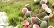 Ruộng dưa hấu sắp đến thu hoạch bị phá nát trong đêm