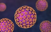 Sự cố y tế trên du thuyền MV Hondius: 3 người tử vong vì hantavirus
