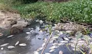 Sức khỏe người dân Quảng Ngãi bị đe dọa do nước thải khu công nghiệp