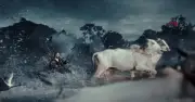 Sơn Tùng đưa lễ hội đua bò Bảy Núi vào MV quốc tế, miền Tây phấn khích