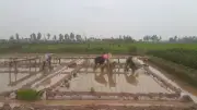 Sản xuất nông lâm thủy sản quý I/2026 tăng trưởng ổn định