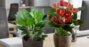 So sánh cây hồng môn và bạch mã hoàng tử: Nên chọn cây nào đặt bàn làm việc?