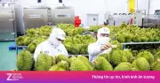 Sầu riêng 'tắc' kiểm nghiệm, rớt giá: Đang làm việc với Trung Quốc