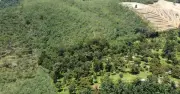 Sầu riêng Vân Nam trỗi dậy, thách thức vị thế Hải Nam