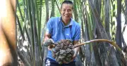 Từ bỏ lương cao về quê 'massage' dừa nước, chàng trai Quảng Ngãi thành công