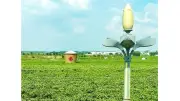 Từ bông hoa nhỏ đến ngành kinh tế lớn: Câu chuyện hoa nhài Hoành Châu