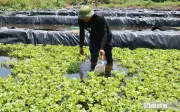 Từ lương nghìn USD, thanh niên Nghệ An về quê nuôi ốc bươu đen lót bạt HDPE