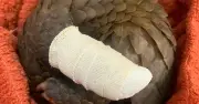 Tê tê Java bị thương nặng được cứu sống tại Vườn quốc gia Cát Tiên