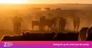 Thịt bò Mỹ gặp khó khi Trung Quốc đình chỉ quyền xuất khẩu của 400 nhà máy