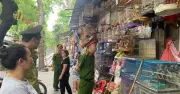 Thu giữ 220 cá thể chim không rõ nguồn gốc tại chợ chim tự phát ở Hà Nội