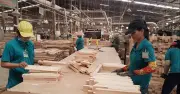 Thuế VAT mới khiến doanh nghiệp gỗ lao đao, đứt nguồn cung gỗ rừng trồng