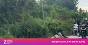Tiêu hủy 10 con đà điểu xuất hiện bí ẩn ven quốc lộ ở Tây Ninh