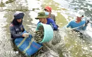 Tìm lối đi riêng cho tôm Việt trong cuộc đua toàn cầu