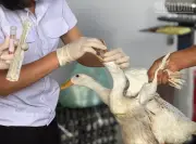 Tăng cường tuyên truyền phòng chống cúm A(H5N1) tại Điện Biên