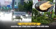 TP.HCM mưa lớn 2 ngày liên tiếp, cây ngã đổ, chuyên gia cảnh báo nguy hiểm đầu mùa