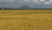 Triều Tiên kêu gọi tăng sản lượng lúa đảm bảo an ninh lương thực