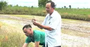 Trưởng thôn người Thái thu 2 tỷ đồng/năm nhờ trồng lúa và nuôi bò
