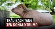 Trâu bạch tạng may mắn thoát kiếp bị hiến tế nhờ 'bom vàng' độc đáo