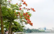 Tuổi thơ khu tập thể: Nỗi nhớ hoa phượng và ký ức không phai