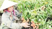 Tây Nguyên: Vùng đất đá ong núi lửa trở mình nhờ cây xoài
