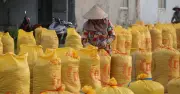 USDA dự báo Philippines nhập khẩu 5,5 triệu tấn gạo năm 2026, Việt Nam đứng thứ hai