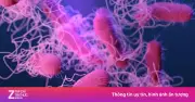 Vụ ngộ độc ở Gia Lai: 7/30 mẫu bệnh phẩm dương tính Salmonella