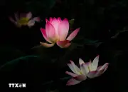 Vẻ đẹp thuần khiết của hoa sen ở vùng sông nước Cần Thơ