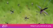 Vì sao Mỹ thả hàng tỷ con muỗi vào tự nhiên? Giải pháp khoa học bất ngờ