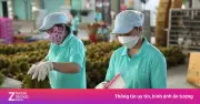 Vì sao sầu riêng ùn ứ, giá lao dốc? Năng lực kiểm nghiệm yếu kém là nguyên nhân