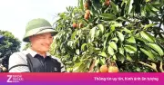 Vải Bắc Ninh mất mùa, vườn vải u trứng vẫn bán giá kỷ lục 150.000 đồng/kg