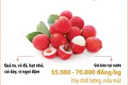 Vải thiều Bắc Ninh được giá, bán tại vườn từ 55.000 đến 70.000 đồng/kg