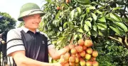 Vải u trứng Phúc Hòa giá 150.000 đồng/kg, thương lái tranh mua